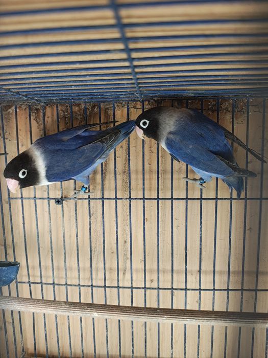 Vând pereche agapornis sau schimb