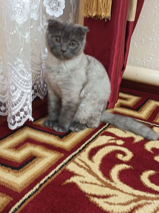 Mushuk sotiladi ovqat yeydi latokga o'tiradi