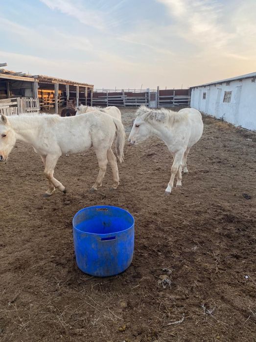 Жабағылар сатылады