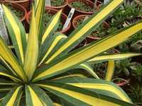 Yucca de gradina verde sau variegata Gutui japonez chaenomeles