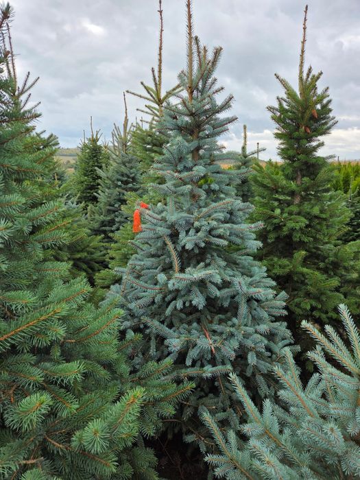 Vand brazi arginți și verzi. Mesteacăn. Tei