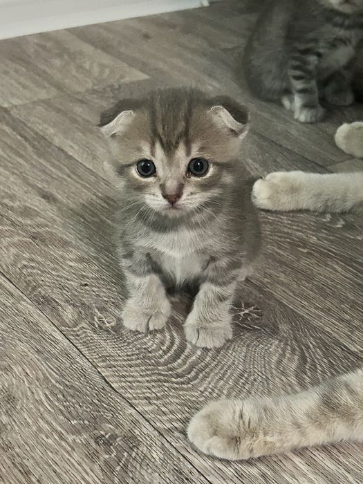 Шотландские вислоухие