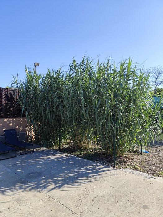 Teren intravilan 500 mp Huși str Corni Nr 119 A