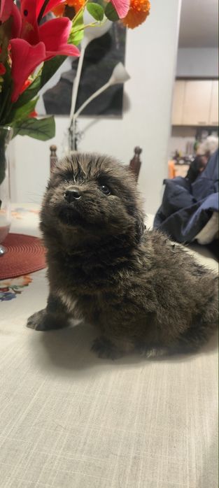 Donez cățel fetița și băiat, 2 luni