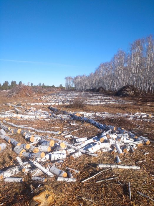 Продам дрова берёза