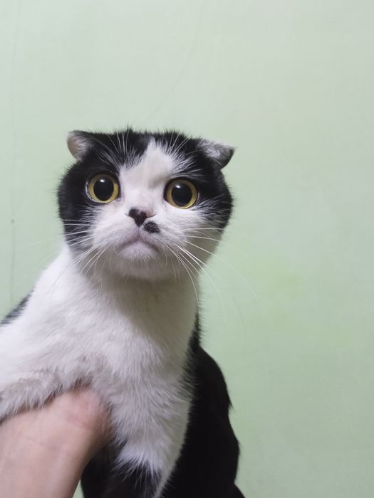 Zotdor mushukchalar sotiladi