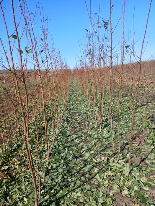 Pomi fructiferi certificati