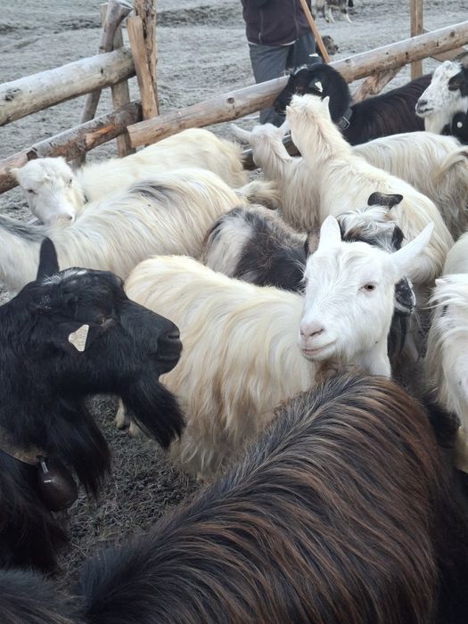 Vând 7 capre tinere