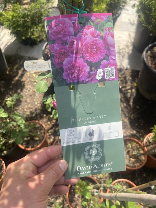 Розы вьющиеся в продаже