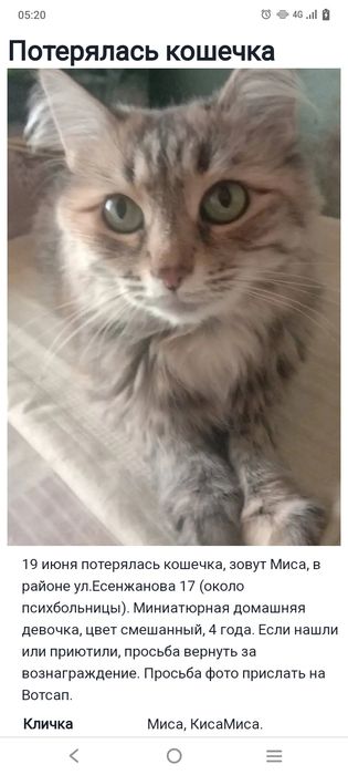 Пропала кошка. За вознаграждение.