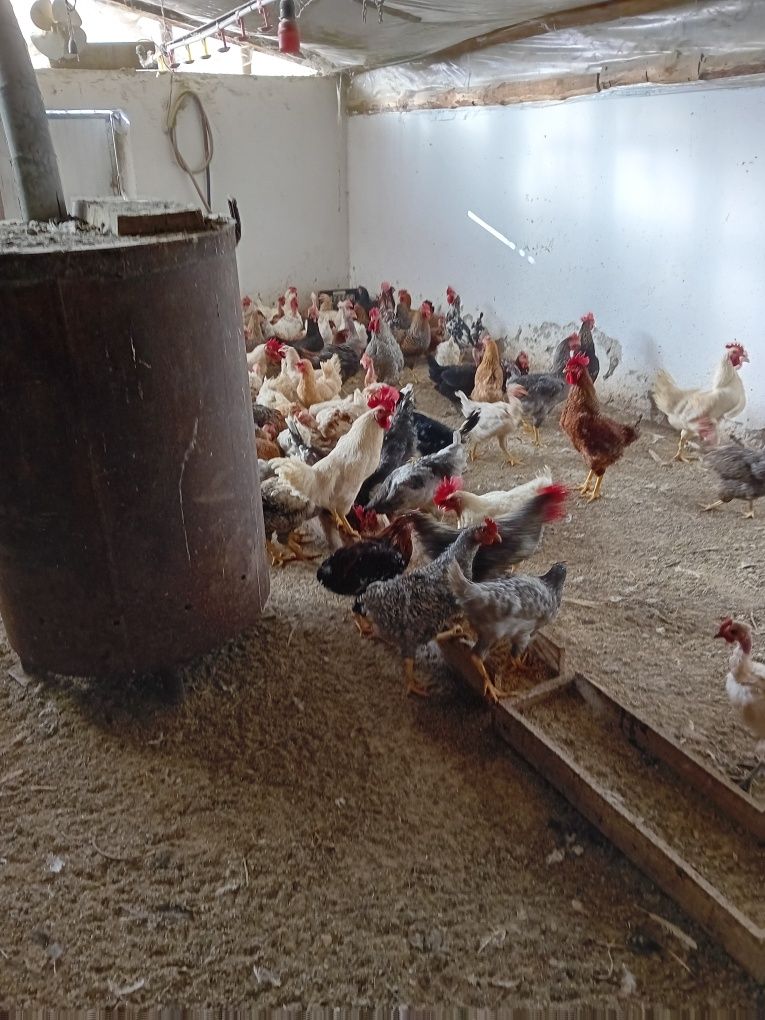 Vînd incubator și  eclozor profesional