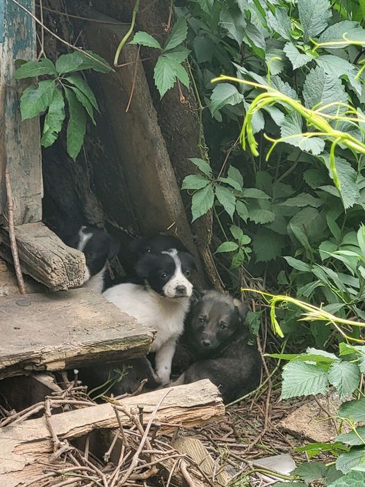 продам щеночков недорого