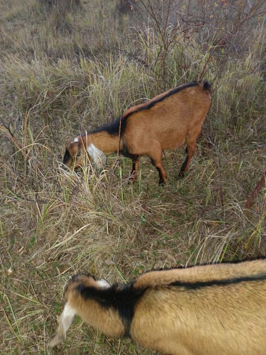 Tapi Anglo Nubieni 9 luni