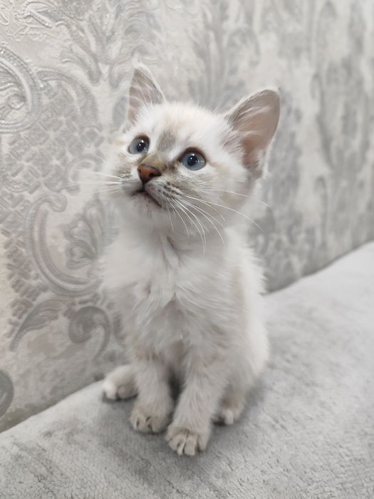 Белые котята домашние. Мама породы Сноу Шу.