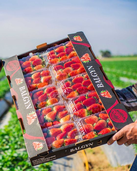 свежая клубника из Египта оптом