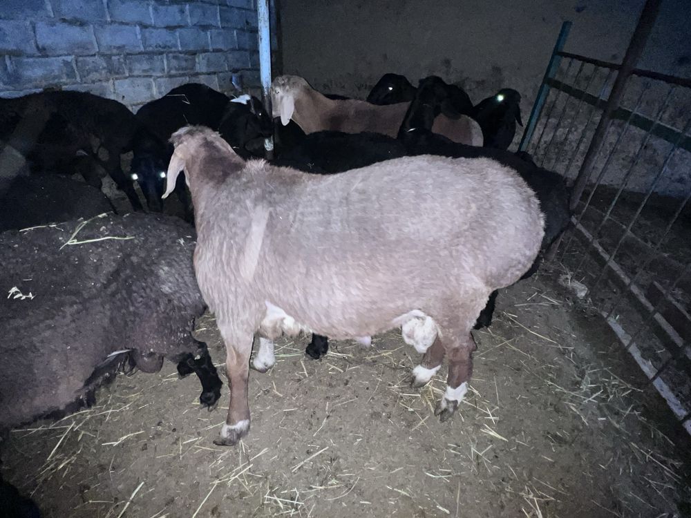 куй, кучкор эхсонга