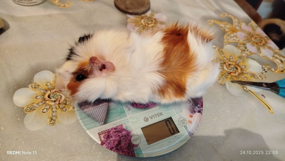 Морские свинки домашние