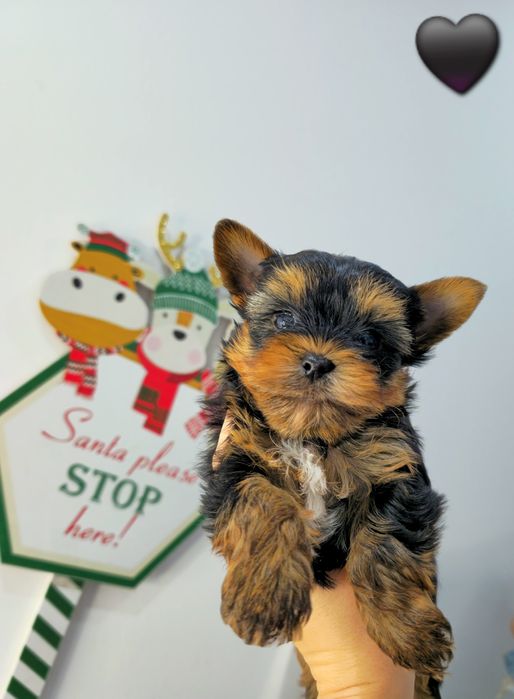 Йоркширски териер