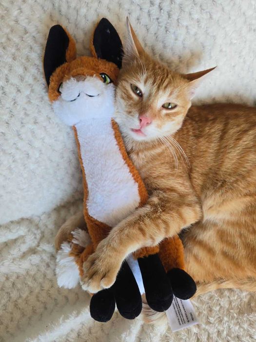 Коте Лъчко отново търси дом