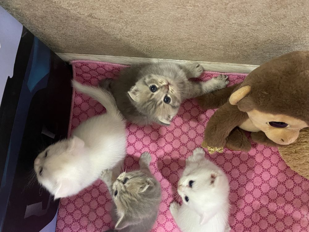 Продам котят Scottish Fold и Scottish Straight