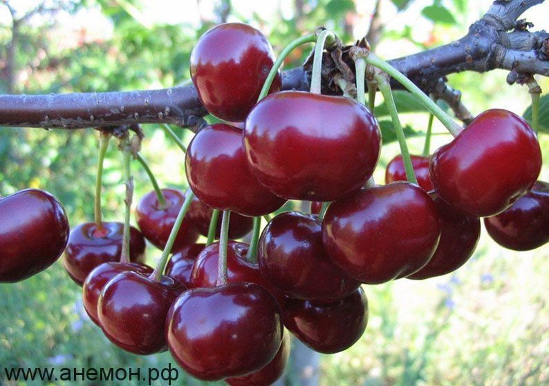 Продам вишню домашняя