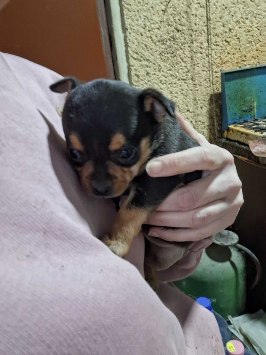 Малки Чихуахуа..