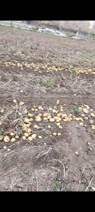 Продам домашний картошка по 200тг мешками