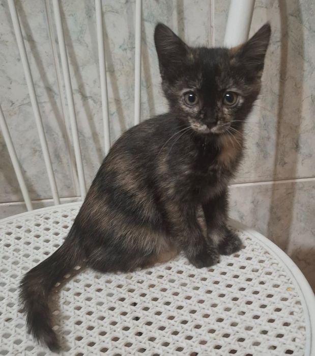 Котенок-деаочка черепачного окраса