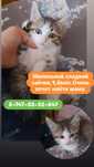 Котёнок ищет семью