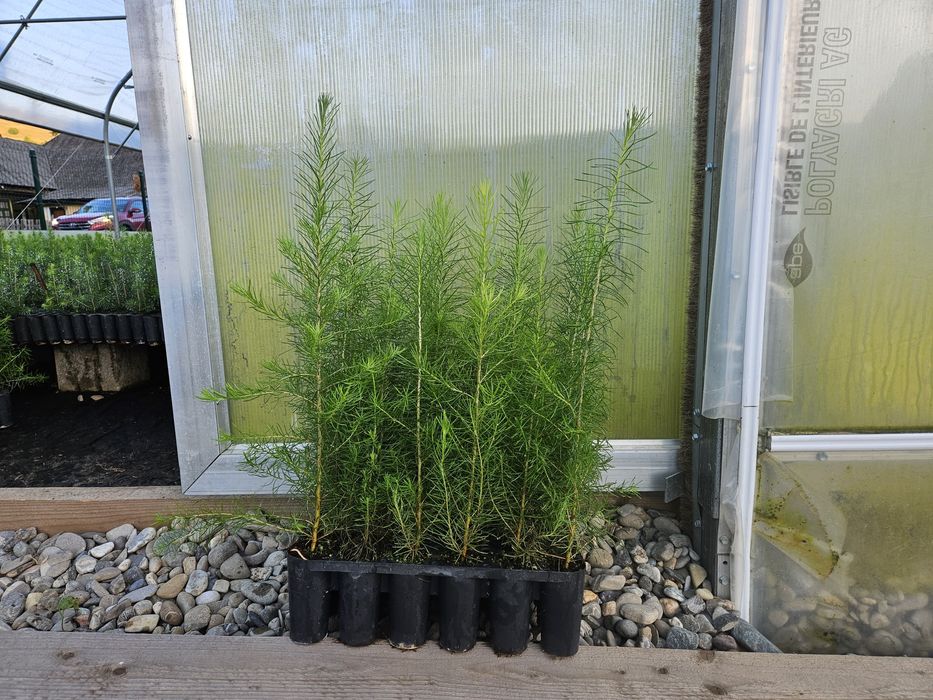 Puieti larice si molid cu rădăcină protejată