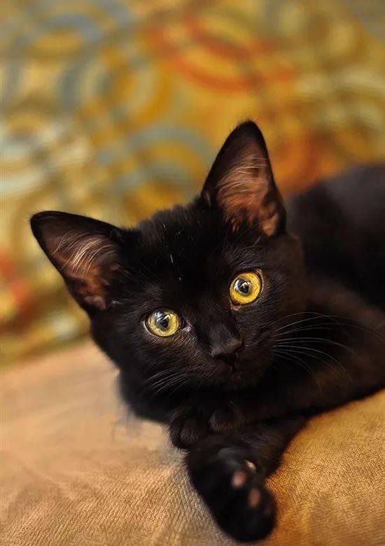 Кошка котенок