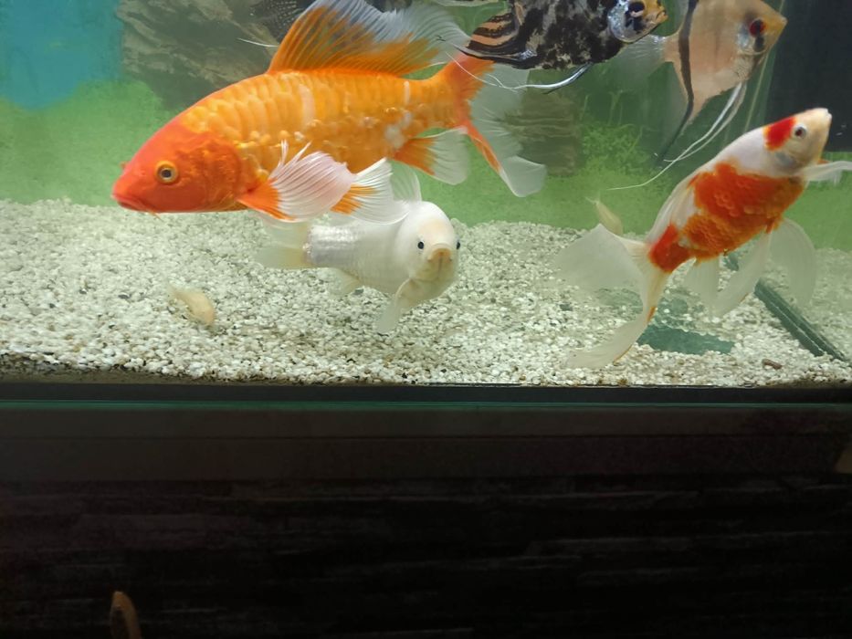 Vând Crap Koi și doi carasi