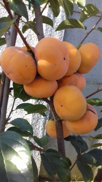 Pomi fructiferi kaki diferite soiuri