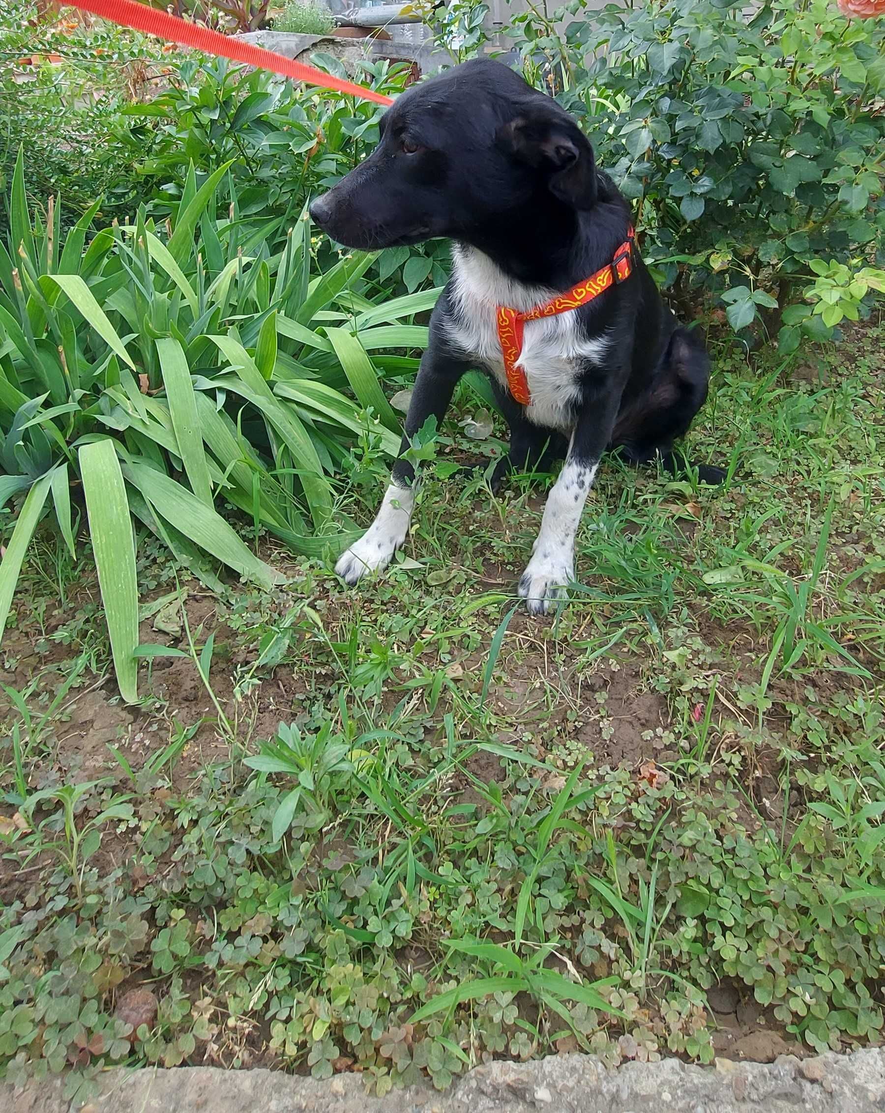 Donez catei pentru iubitori de animale!