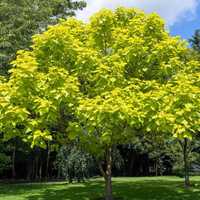 Catalpa galbena aurea nana purpurea