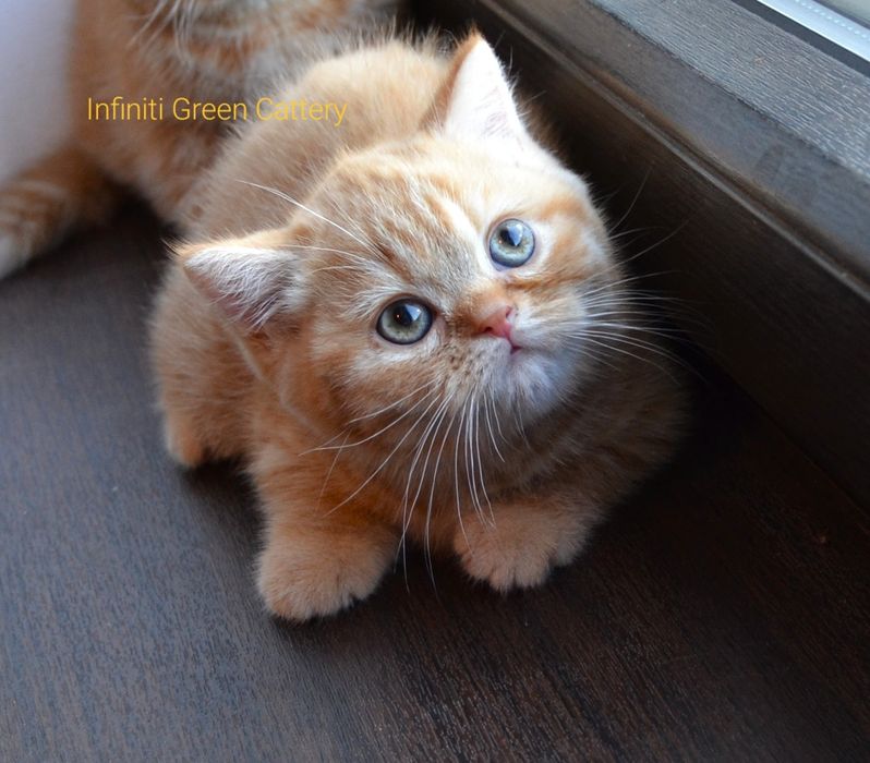 Pisoi british shorthair de felisa