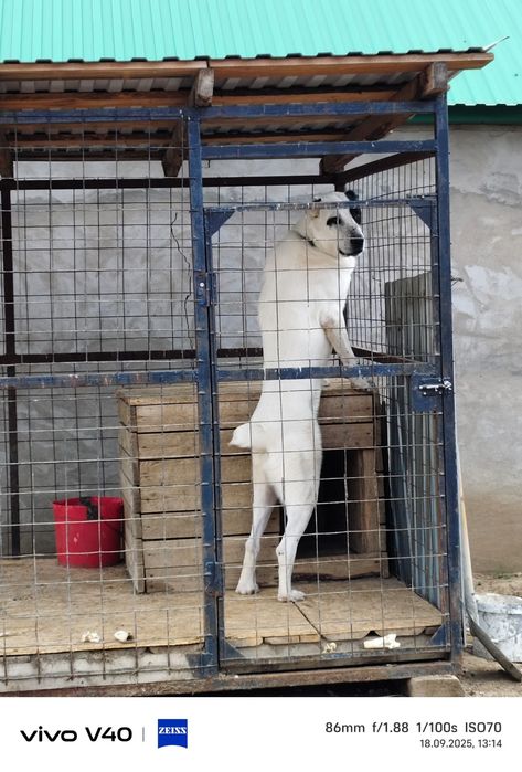 Алабай , Тобет. Продам.