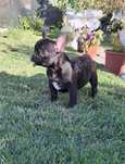 Buldog francez baietel