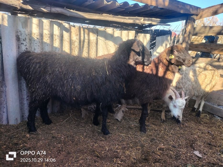 Қой Ешкі текелер сатылады