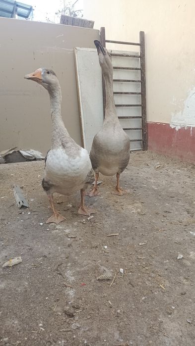 Sotiladi optomga donagayam