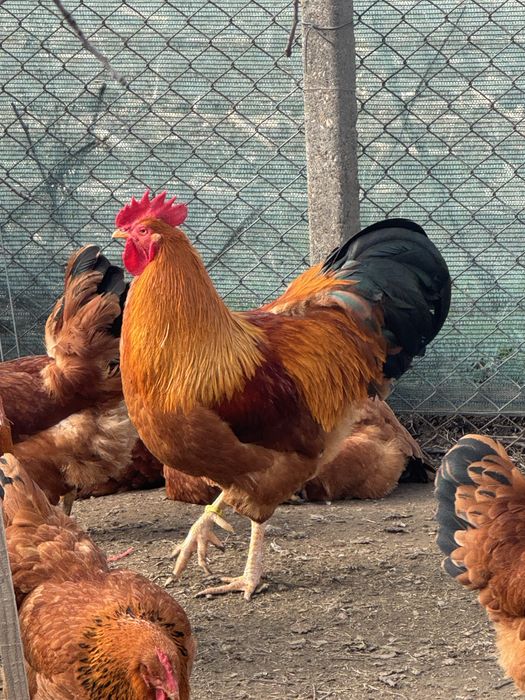 Oua New Hampshire Red pentru incubat