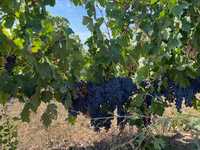 Struguri de vin calitate superioara Dealu Mare