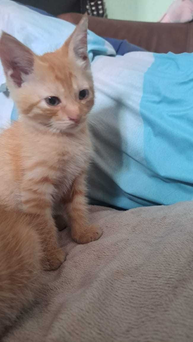 Бесплатно котята