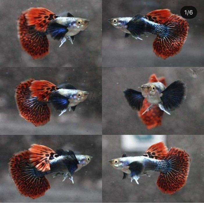 Гуппи, есть отправка в регионы