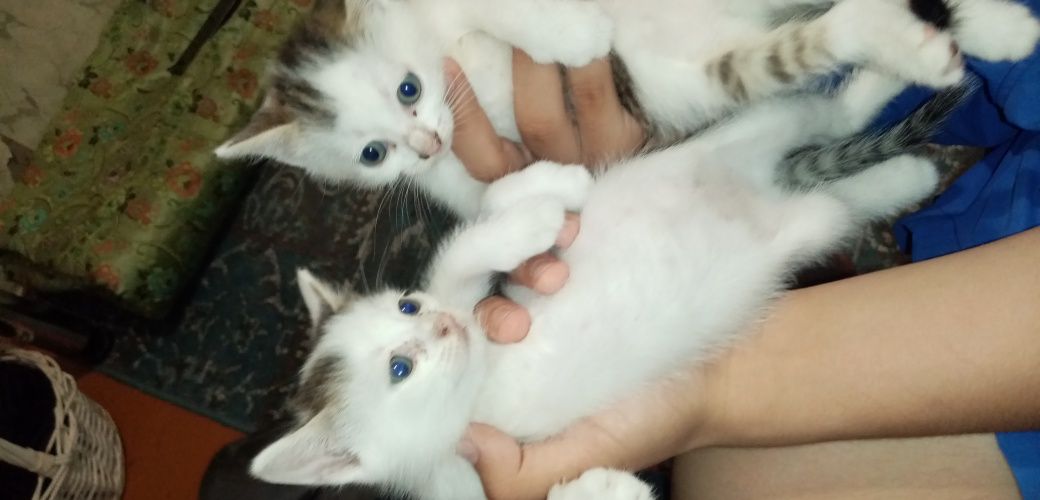 Котики в добрые руки