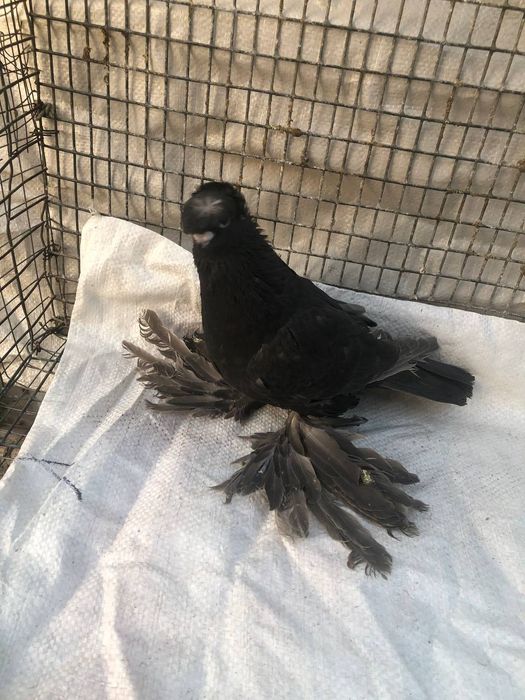 Продается ореховая голубка