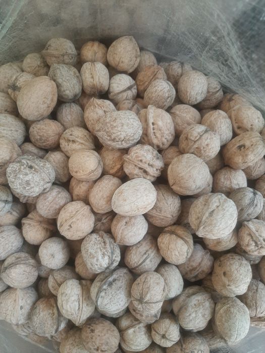 Грецкий орех жангак 2025