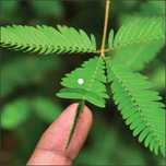50 seminte Mimosa pudica (mimoza) - frunzele se misca la atingere