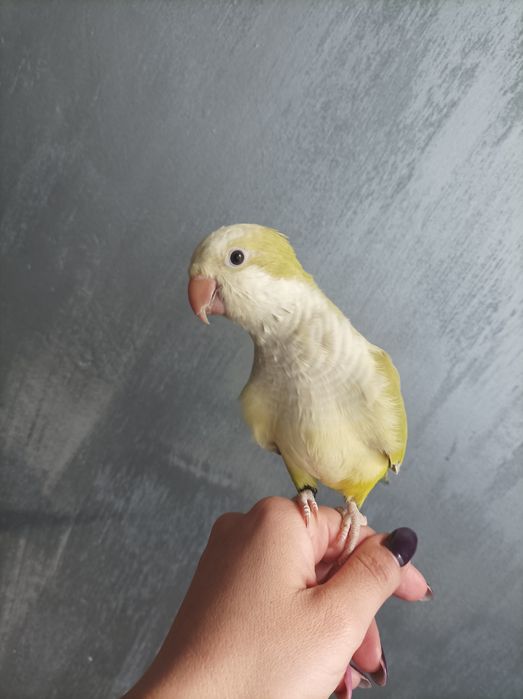 Папагал монах ръчно хранен