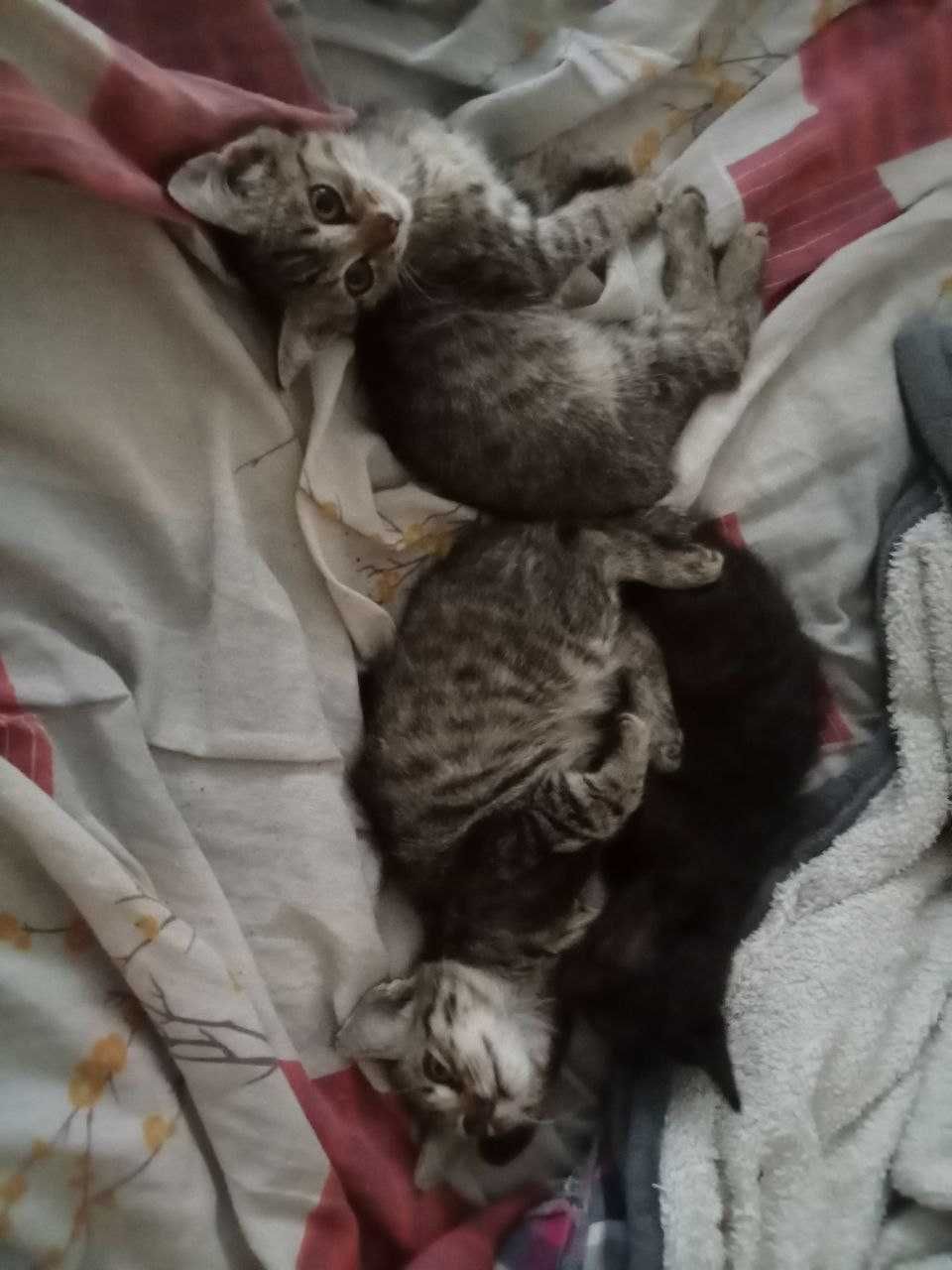 Бесплатно! Котята 3 месяца. Приучены к лотку